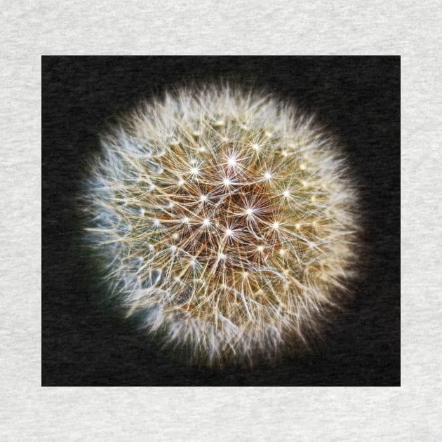 Twinkling Dandelion Clock(2) by avrilharris